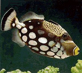 photo.gif